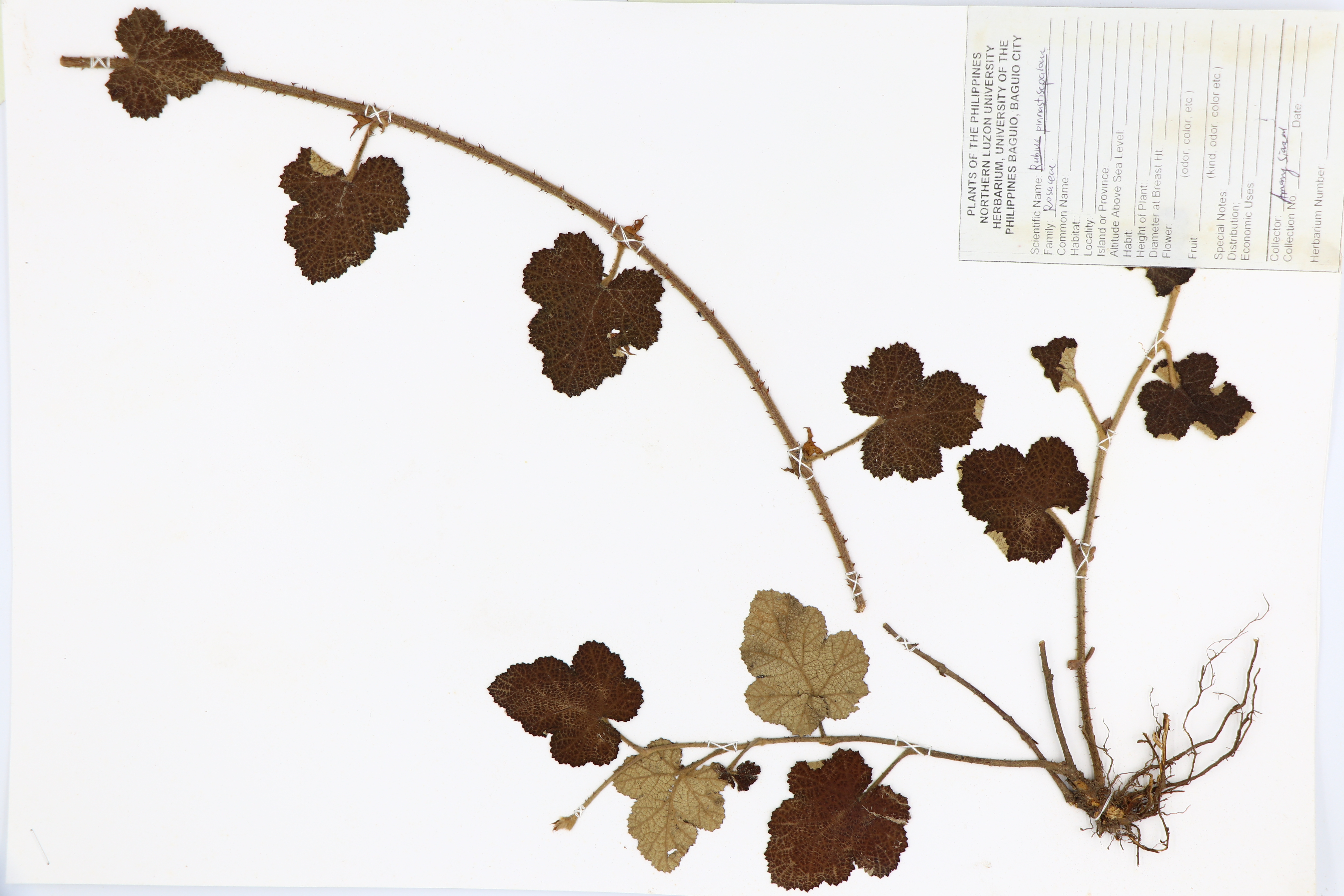 Rubus pinnatisepalus