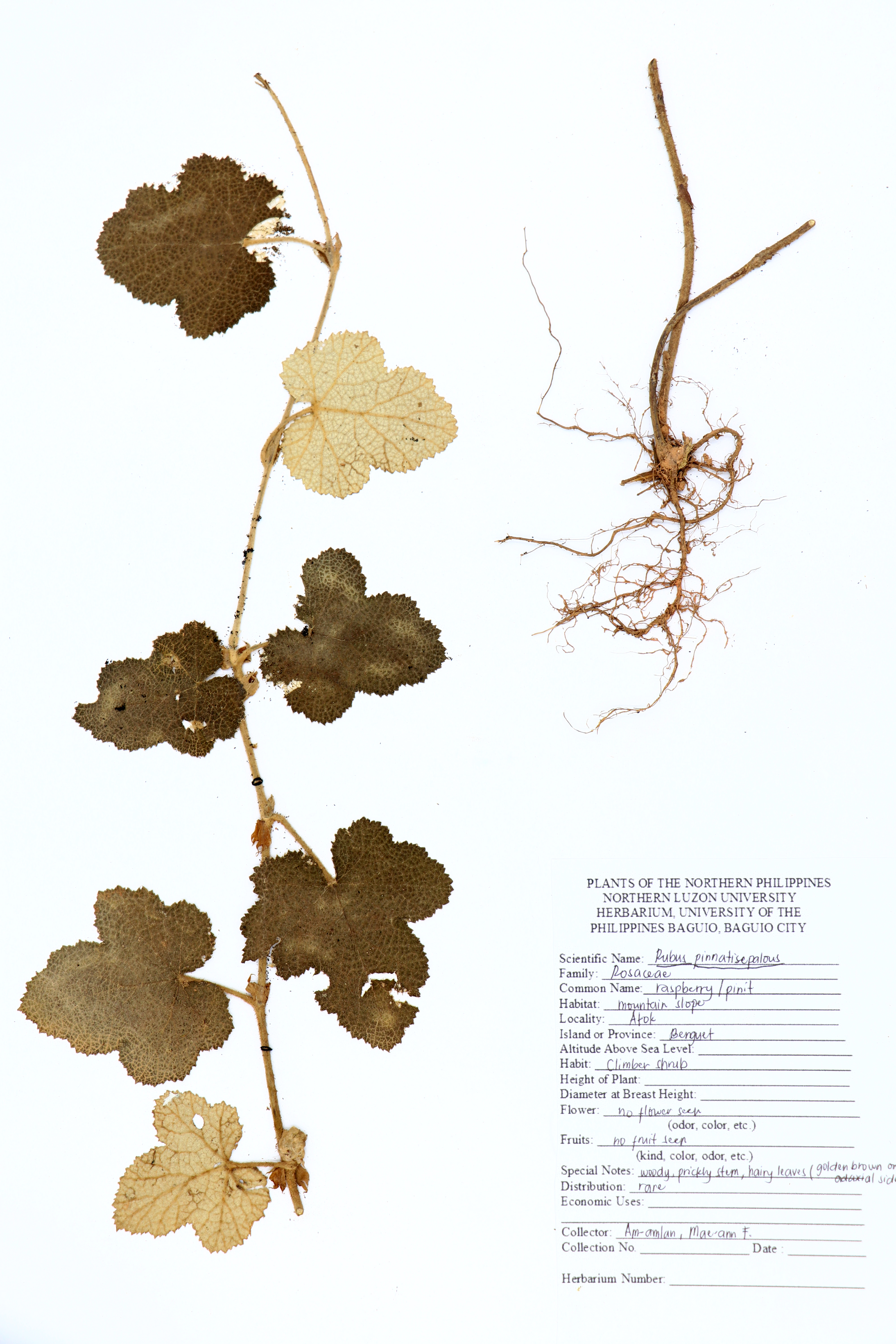 Rubus pinnatisepalus