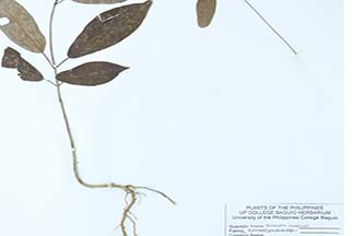 Gynochthodes parvifolia