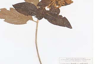 Mussaenda erythrophylla