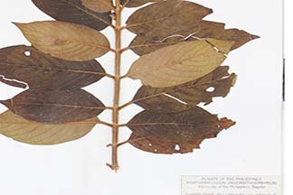 Mussaenda erythrophylla