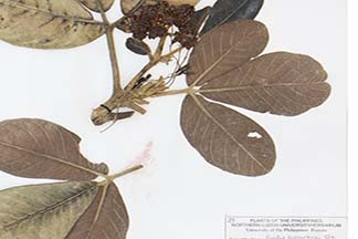 Melicope benguetensis