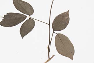 Arytera pauciflora