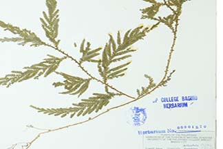 Selaginella delicatula