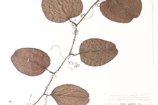 Smilax perfoliata