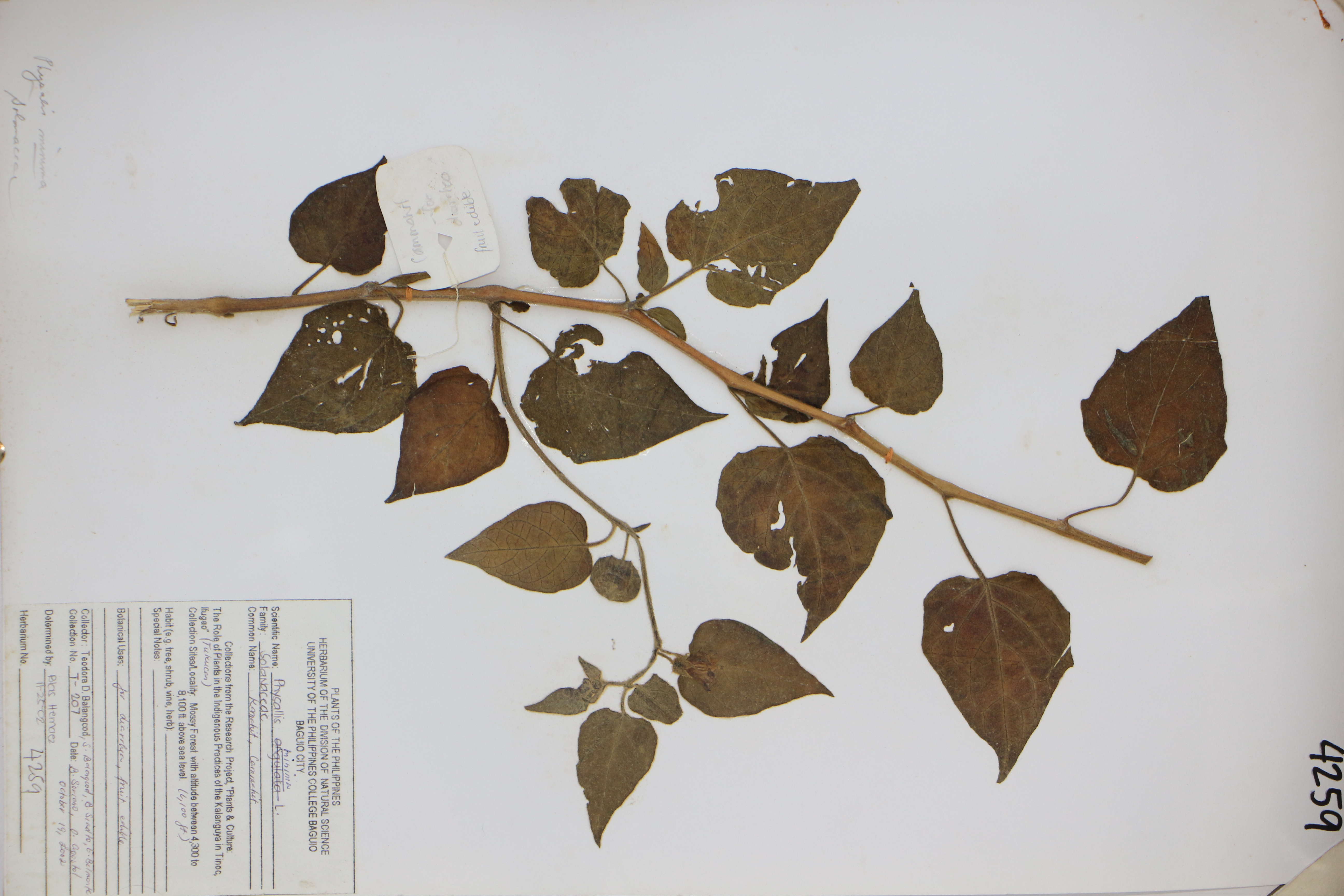 Physalis minima