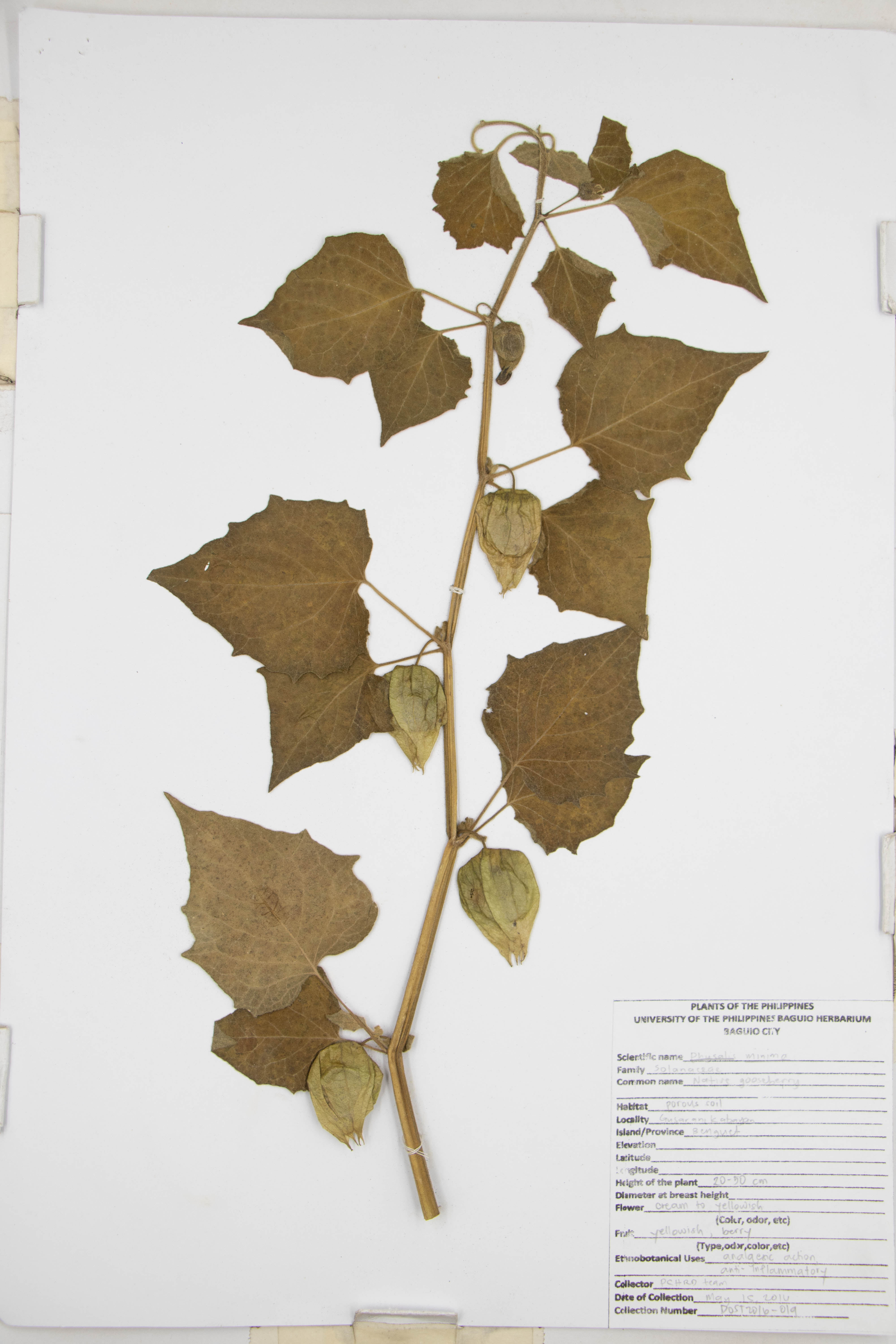 Physalis minima