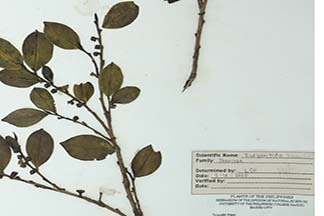 Freziera calophylla