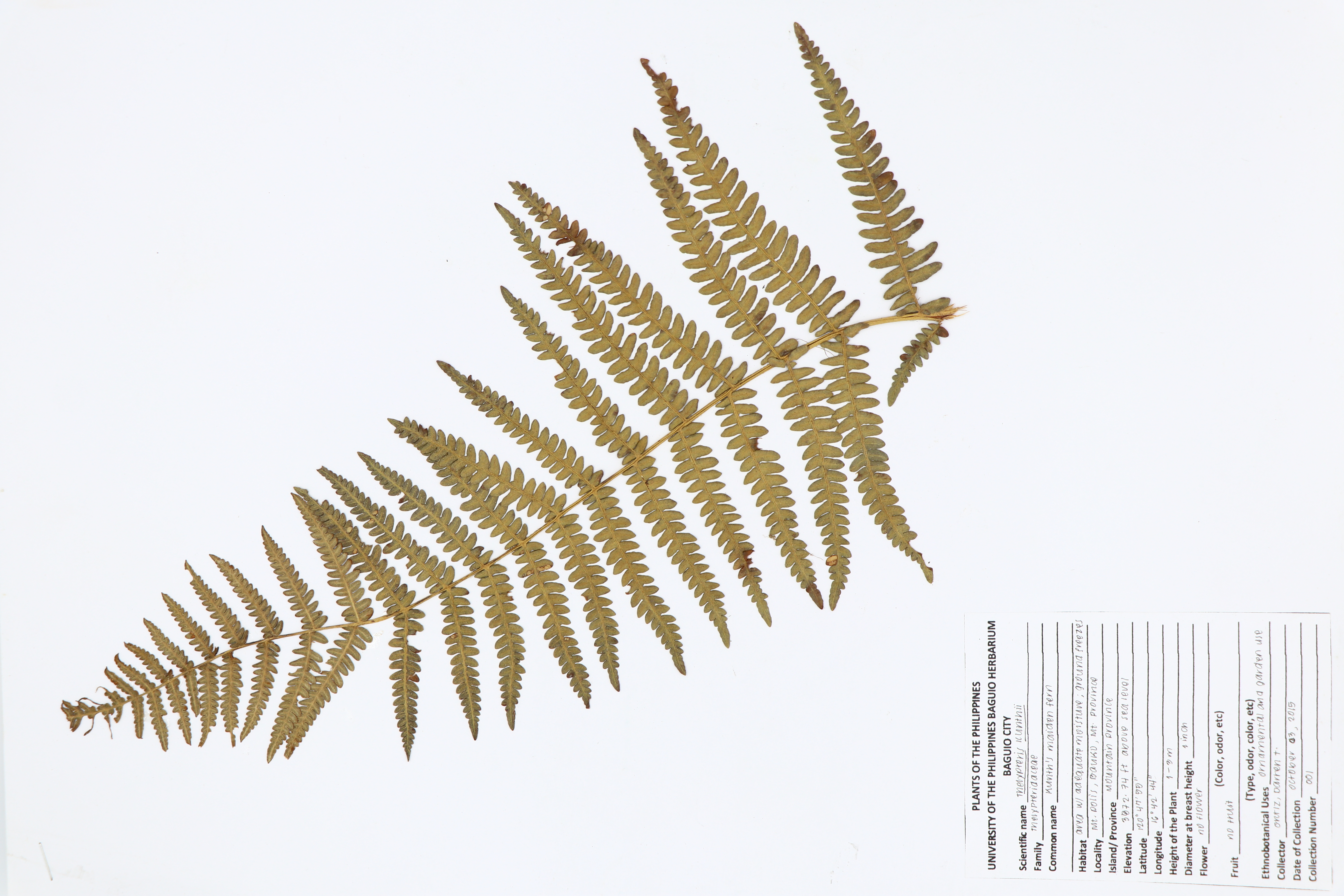 Thelypteris kunthii