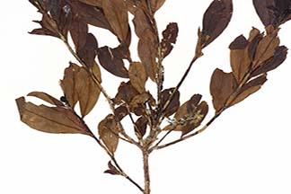 Phaleria perrottetiana