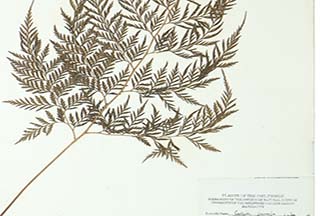 Calochlaena javanica
