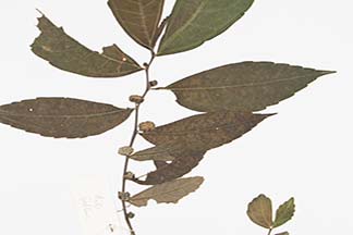 Elatostema platyphyllum