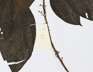 Oreocnide trinervis