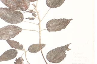 Pipturus arborescens