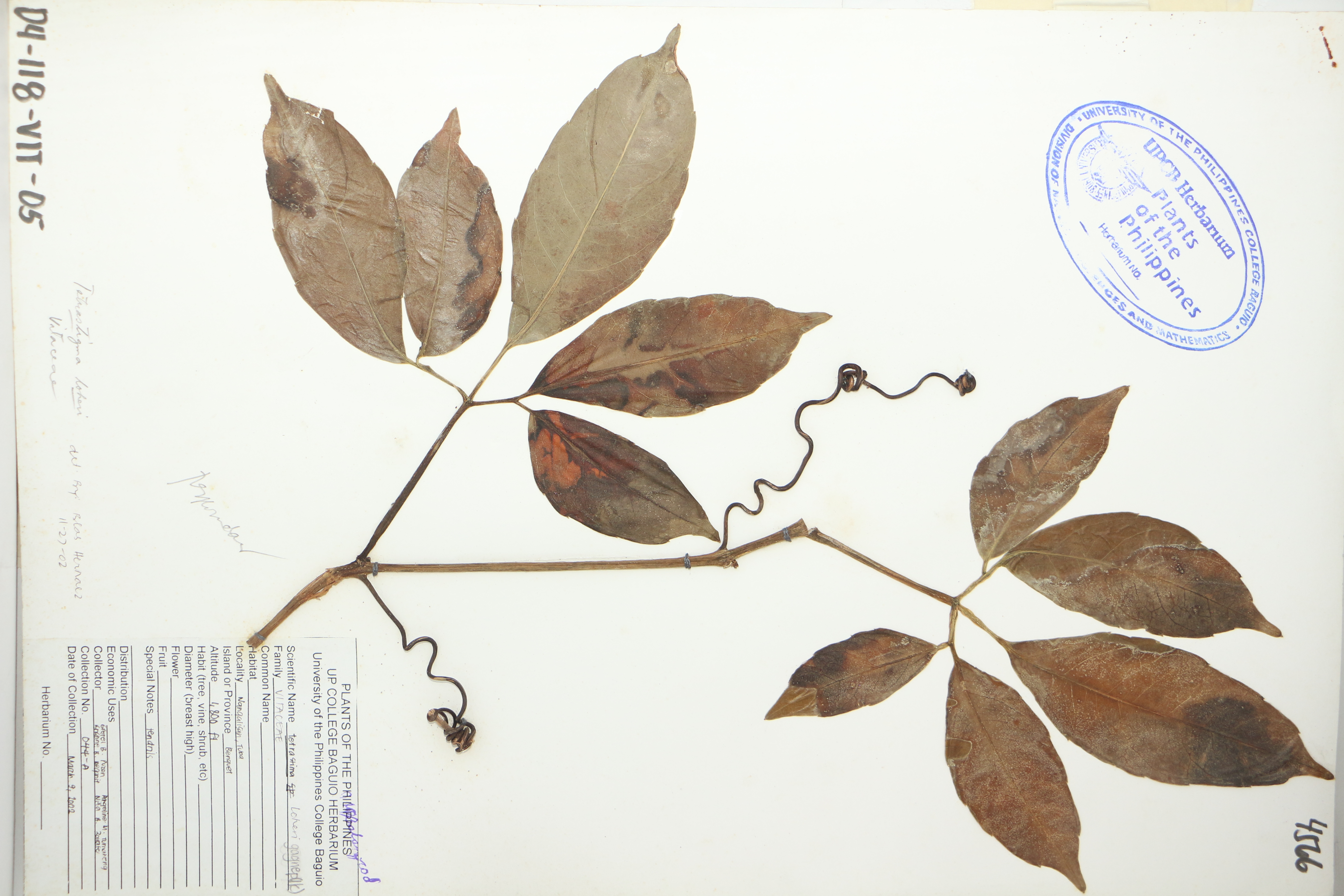 Tetrastigma loheri